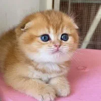 یه تیکه بریتیش قند|گربه|تهران, اختیاریه|دیوار