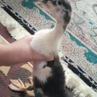 اردک|اسباببازی بچه|بم, |دیوار
