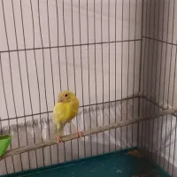 قناری زرد ماده اماده  معاوضه با قناری نر بخون|پرنده|تهران, اتابک|دیوار