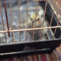 عروس هلندی ماده مست|پرنده|اسلامآباد غرب, |دیوار