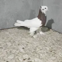 کبوتر دمبی طوقی کوار|پرنده|شیراز, شهرک مدرس|دیوار