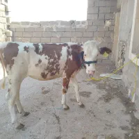 گوساله ماده سیمنتال