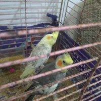 فروش یا معاوضه عروس هلندی نر و ماده جفت .جوجه داده