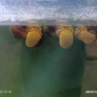 حلزون سیبی برای آب شیرین|ماهی|سرخنکلاته, |دیوار