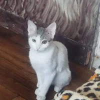 واگذاری گربه