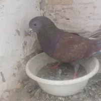 کفتر|پرنده|سیرجان, |دیوار