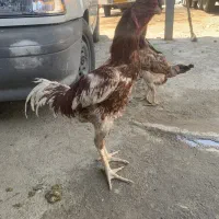 لاری