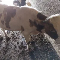 گوساله نر|حیوانات مزرعه|صحنه, |دیوار