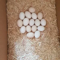 تخم مرغ نطفه دار گلین لری