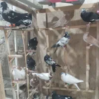 پت شاپ‌دکتر دان ،چخ کفتره رنگی و قلدور پرشی|پرنده|مشهد, کشف|دیوار