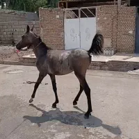 کری عربب
