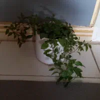 گلدان گل طبیعی