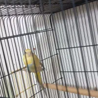 ماده طوطی آوازه خوان|پرنده|اصفهان, مهدی آباد|دیوار