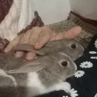 خرگوش نرو ماده و بچه خرگوش
