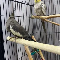 عروس هلندی جفت|پرنده|رشت, کوی مهر|دیوار