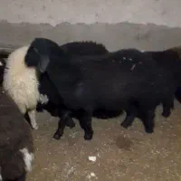 بره نرو ماده