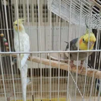 عروس هلندی جفت مولد|پرنده|تهران, توحید|دیوار