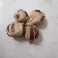 گیاه دارویی|گل و گیاه طبیعی|نورآباد, |دیوار