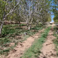 زمین کشاورزی در شوراب صغیر