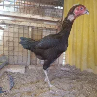 جوجه خروس لاری با پدر و مادر