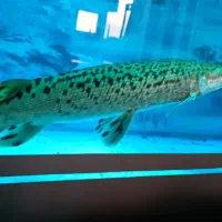 ماهی سر سوسماری ،گار،الیگیتور،۵۰ سانت،