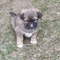 اسباب بازی سگ ماده