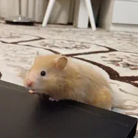 نیازمند همستر قهوه ای|موش و خرگوش|شیراز, مبعث|دیوار