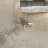 کفتر ماده سبز سرکه ای دم سفید کاکلی