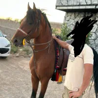 اسب|اسب و تجهیزات اسب‌سواری|تهران, جمهوری|دیوار