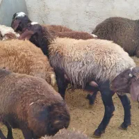 گوسفند زنده بره نر بزغاله سرک دار چاق|حیوانات مزرعه|کرج, کیانمهر|دیوار