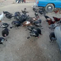 60عد بو قلمو