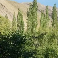 فروش استثنای ویلای ۶۳۰ متری در قلب جاده چالوس