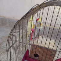 یک جفت عروس هلندی نر و ماده مولد