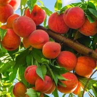 نهالــهای پایــه کوتاه و پایــه بلند|خدمات باغبانی و درختکاری|ملایر, |دیوار