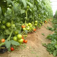 کارگرگلخانه