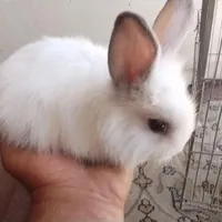 خرگوش لوپ جرسی