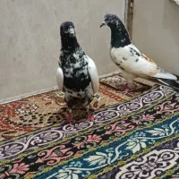 یه جف کفتر پرشی