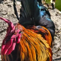 فروش شش عدد خروس