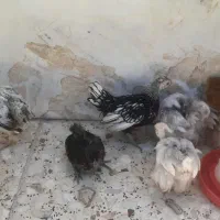 جوجه ایام سمانی