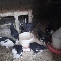 مرغ و جوجه و خروس گلین