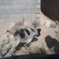 واگذاری سگ لاس قدرجونی گله ای چل وروانی|سگ|خمینیشهر, |دیوار