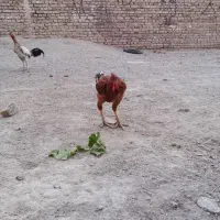 خروس‌|حیوانات مزرعه|سراوان, |دیوار