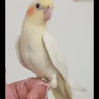 گمشده عروس هلندی