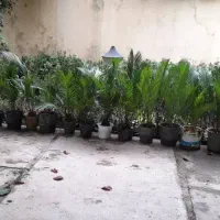 فروش گل شماره ی تماس|گل و گیاه طبیعی|نوشهر, |دیوار