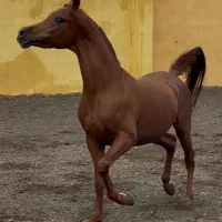 فروش اسب نریون مصری دوسر