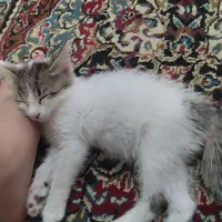 گربه