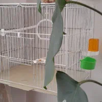 قفس پرنده