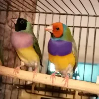 یک جفت فنچ گلدین نر و ماده درشت و کشیده