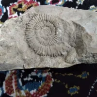 سنگ فسیل|جواهرات|گالیکش, |دیوار