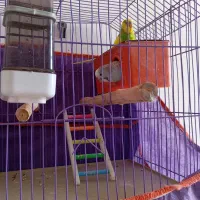 جفت مرغ عشق دستی